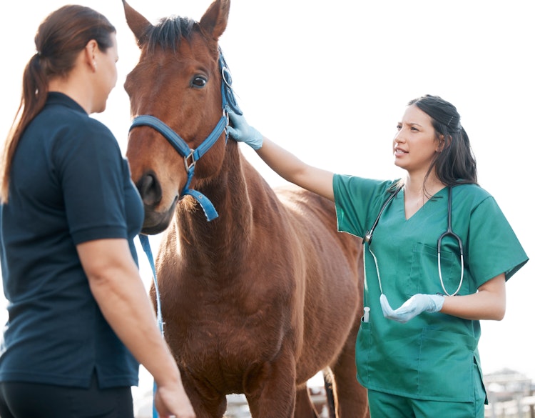 Brown horse with two vets - Agria Pet Insurance