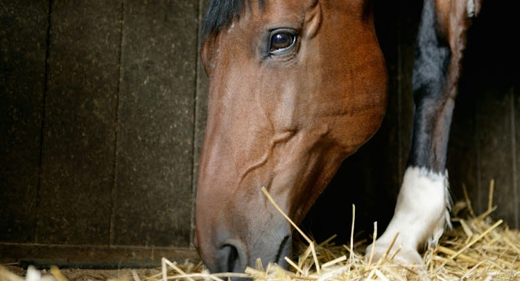 Horse eating hay in a stable