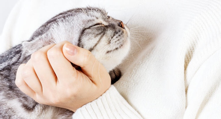 Grey cat being cuddled