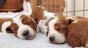 How long do puppies sleep?