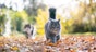 Autumn tips for cat owners
