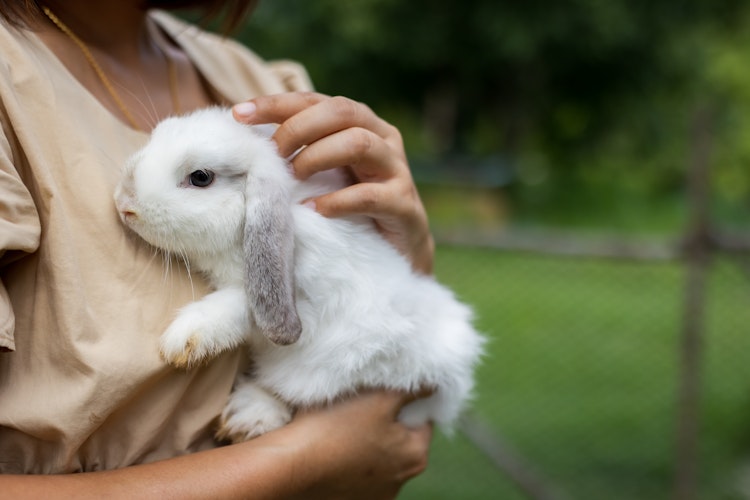 White rabbit with grey ears being cuddled - Agria Pet Insurance