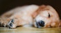The impact of sleep on your dog's wellbeing