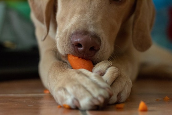 Can dogs and puppies eat carrots?