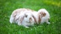 Tips for a pet friendly Easter