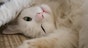 How to detect mammary tumours in cats