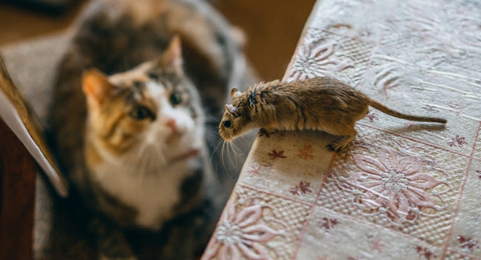 Mouse and rat poison are dangerous to cats