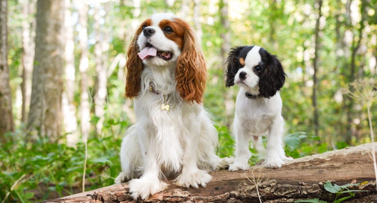 Two Cavalier King Charles Spaniels sitting on a log