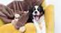 The Cavalier King Charles Spaniel - common diseases and injuries