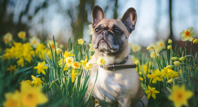 French Bulldog - common diseases and injuries