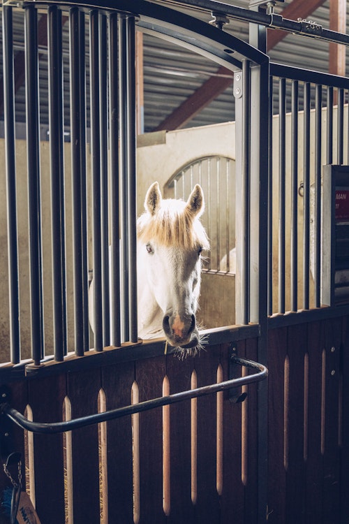 White horse in a stable - Agria Pet Insurance