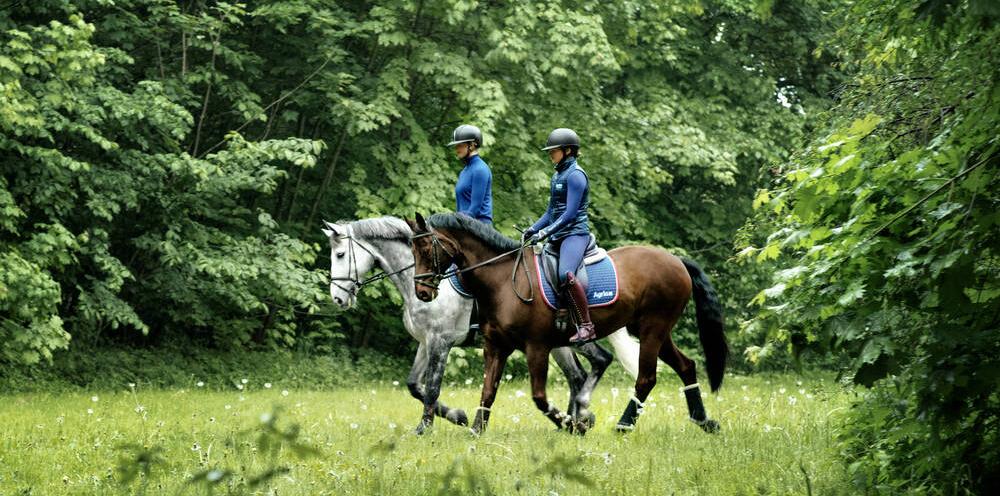 Hack Hourses Only Getting out of the arena and into the countryside for a hack is ...