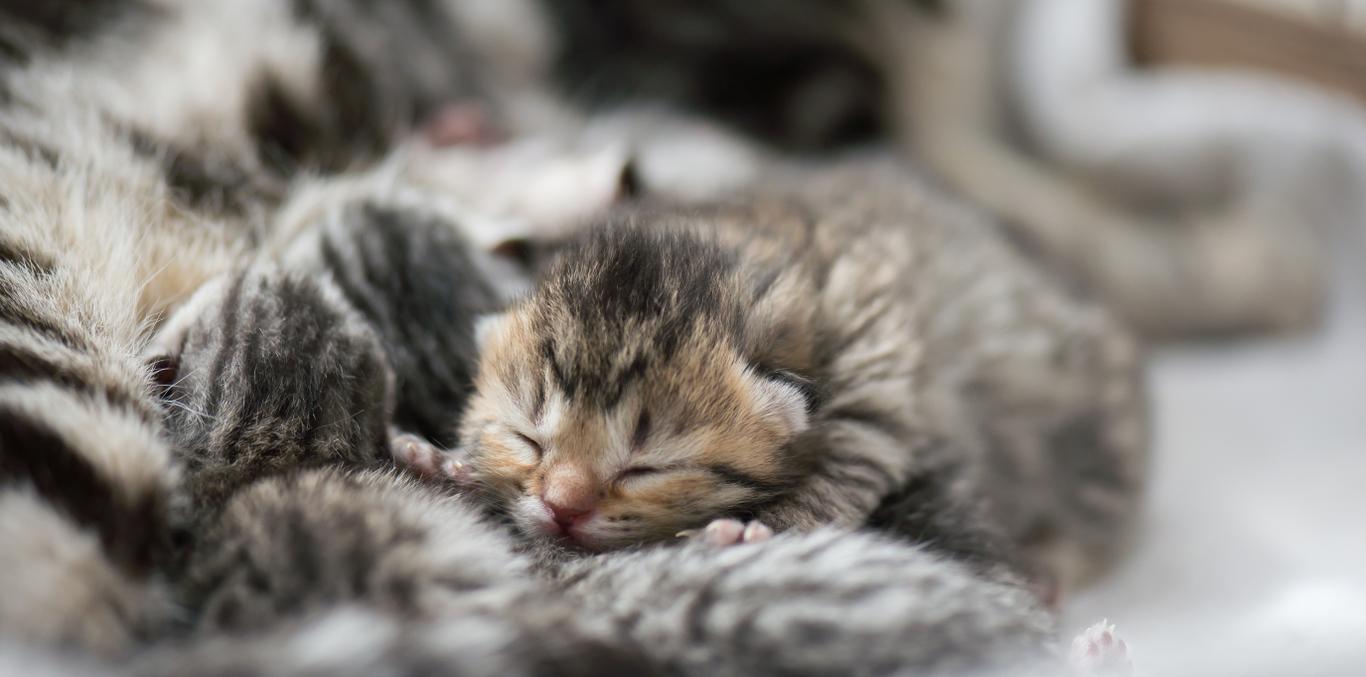 If your cat is pregnant, it’s very important that you are prepared and ...