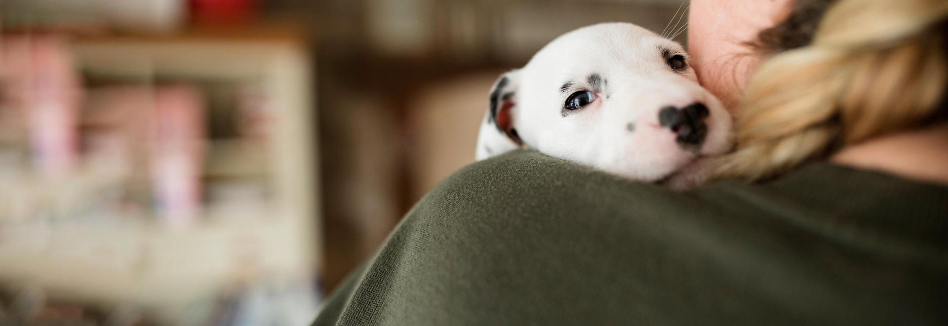 Dog Guides And Advice dog-guides-and-advice