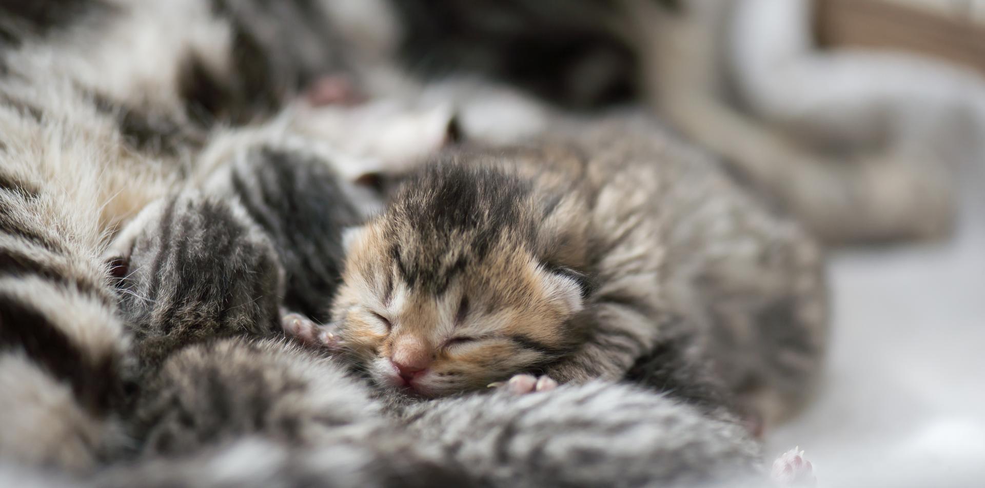 Cat Parturition If your cat is pregnant, it’s very important that you are prepared and ...