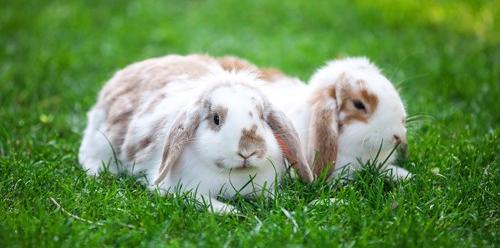 Understanding your rabbits