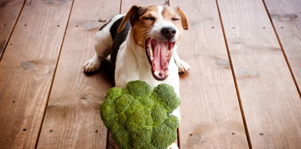 Can dogs eat broccoli?