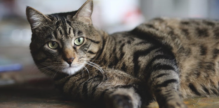 Medicines that are dangerous to cats