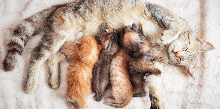 Cats after birth advice