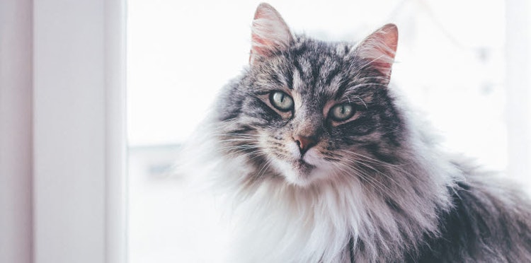 Common problems with cat fur