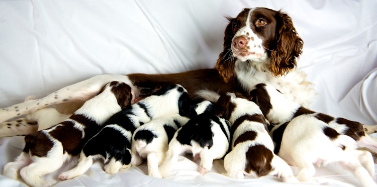 Help your dog prepare for her puppies leaving