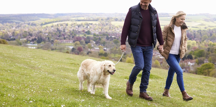 Top 10 dog walks in the UK
