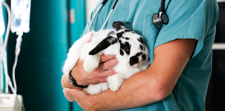 Support for veterinary practices