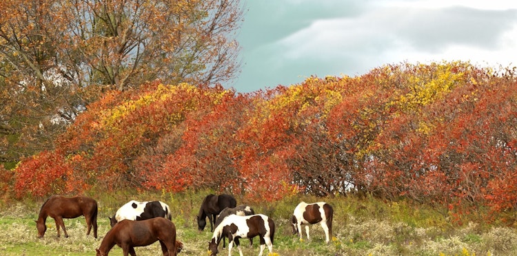 Sycamore and acorn poisoning in horses
