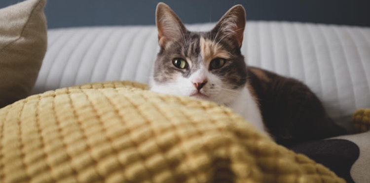 Urinary retention in cats