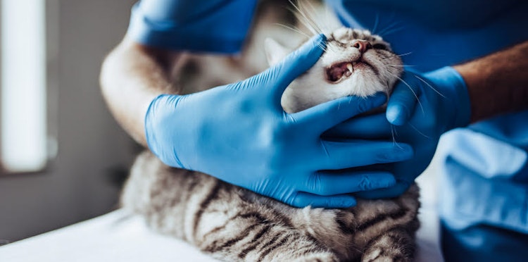 Tooth loss (periodontitis) in cats