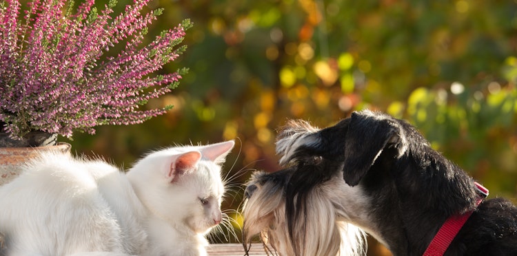 How to introduce a puppy to a cat - 10 top tips
