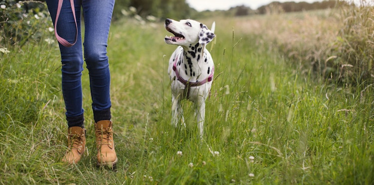 Can I walk my dog if I am self-isolating?