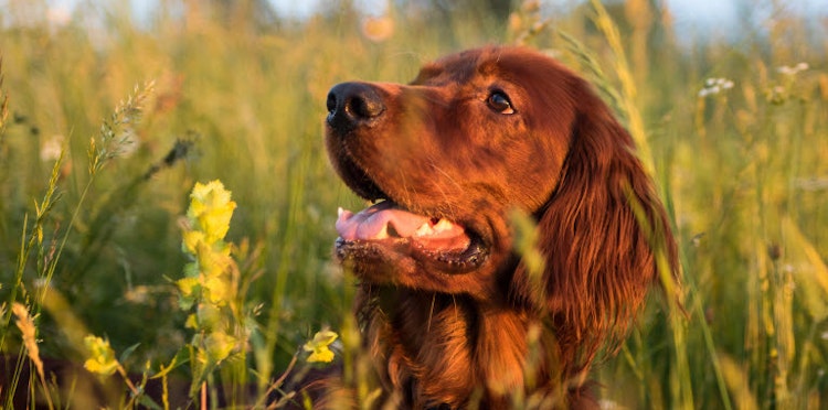 Spring toxins to watch out for to keep your pets safe