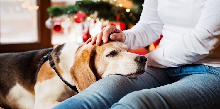 Dogs 86% more likely to be poisoned at Christmas