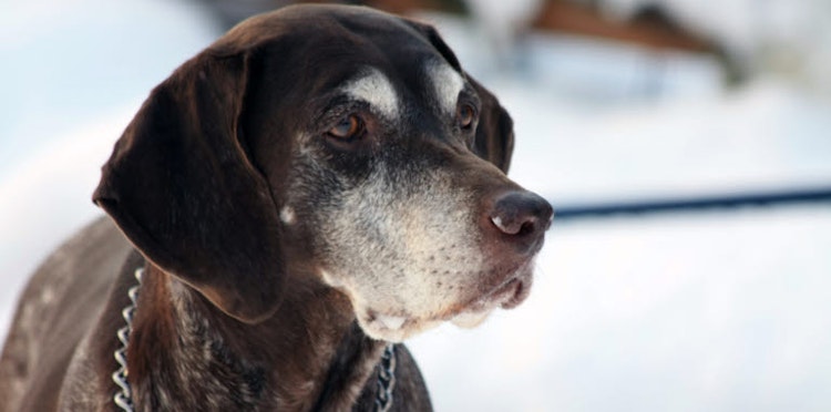 Is your older dog suddenly behaving differently?