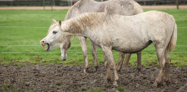 How to prevent mud fever