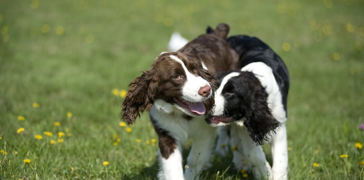 Thinking of getting a Springer Spaniel? A guide to the breed