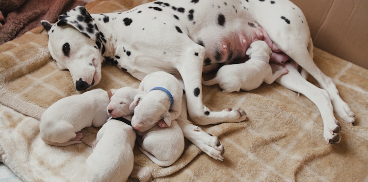 Our guide to caring for newborn puppies