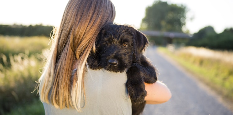 Understanding and preventing separation anxiety in dogs