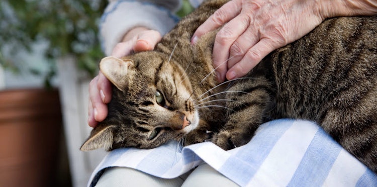 Caring for elderly cats