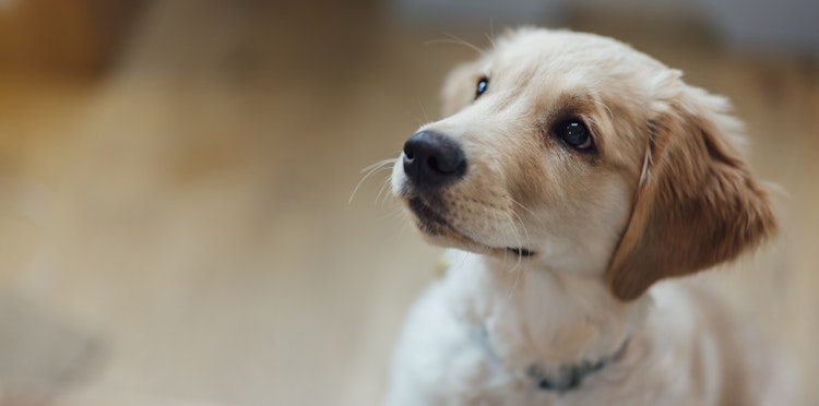 When do puppies open their eyes?
