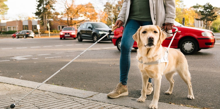 Lifetime insurance for service dogs