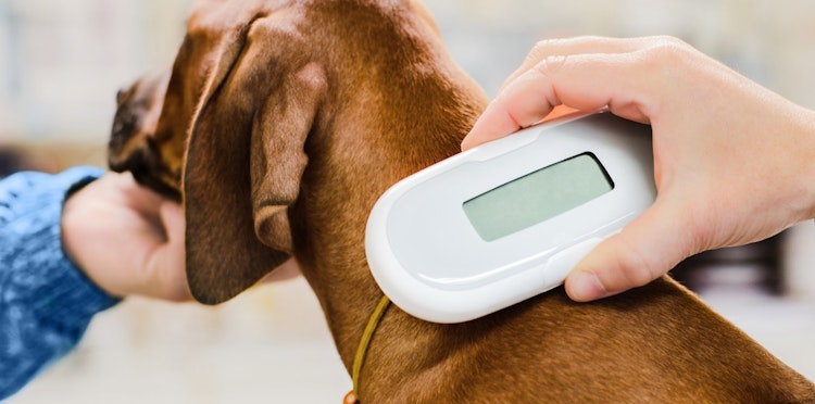 Getting your litter of puppies microchipped