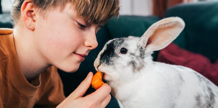 How to feed your rabbit