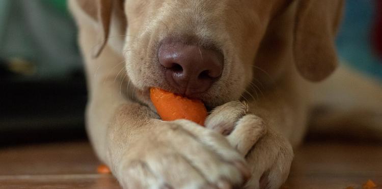 Can you give a dog raw carrots online