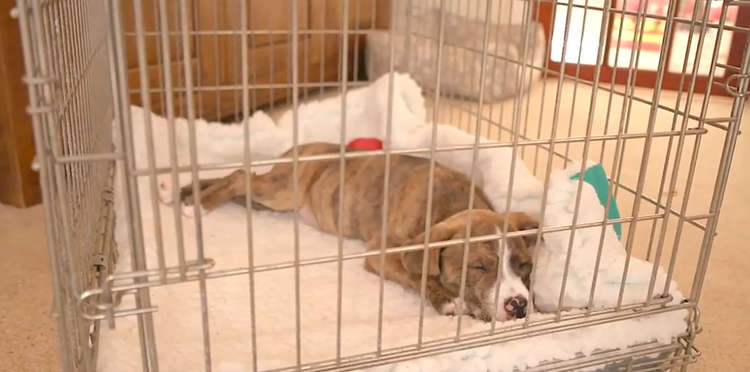 How to help puppy sleep in crate online