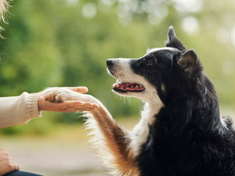 A Border Collie giving paw - Agria Pet Insurance
