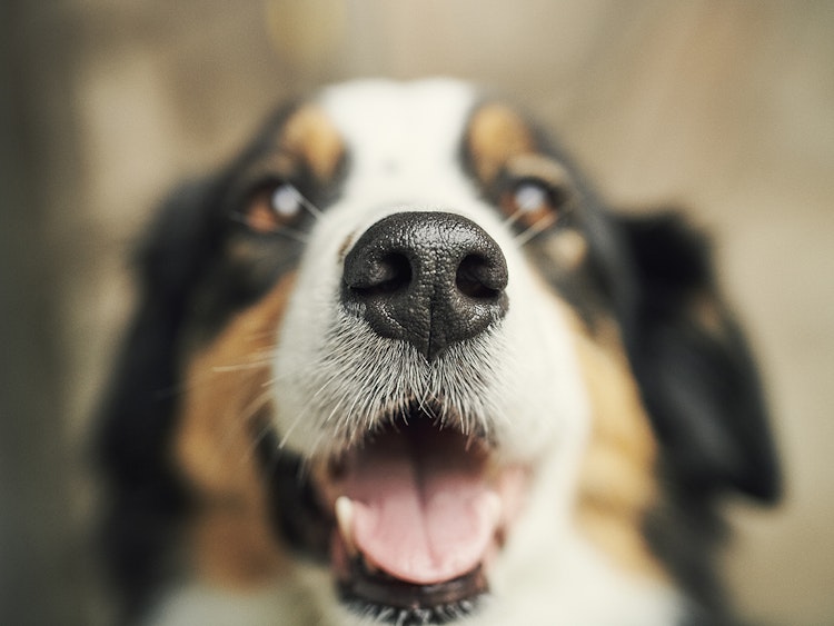 Happy Border Collie - Agria Pet Insurance