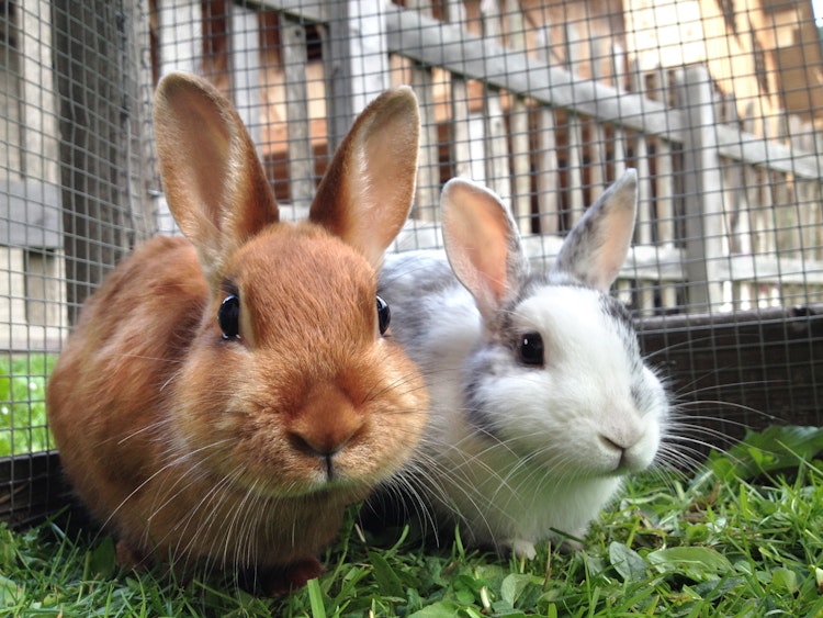 An orange rabbit an white rabbit eating some grass in an outdoor pen - Agria Pet Insurance