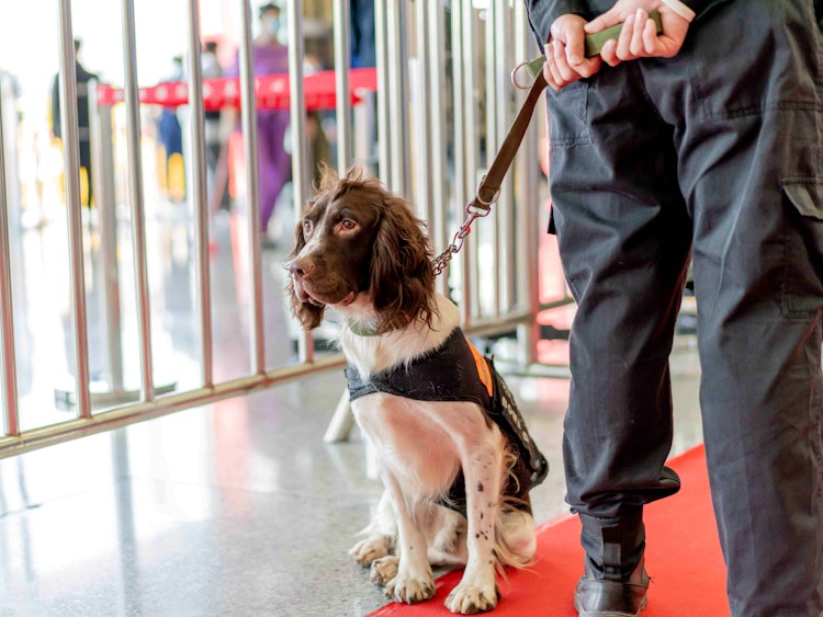 Working Spaniel in a harness - Agria Pet Insurance